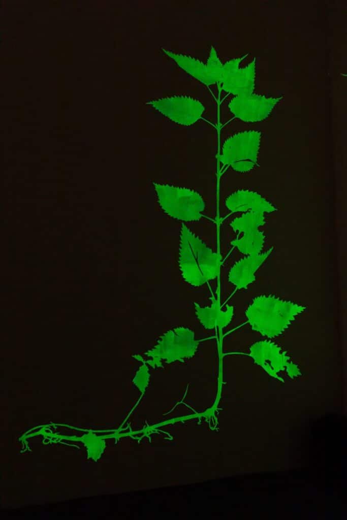 "Mother Earch" von Clara Oppel