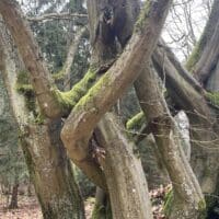 Verschlungene Baumstämme