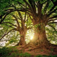 Bild Baum