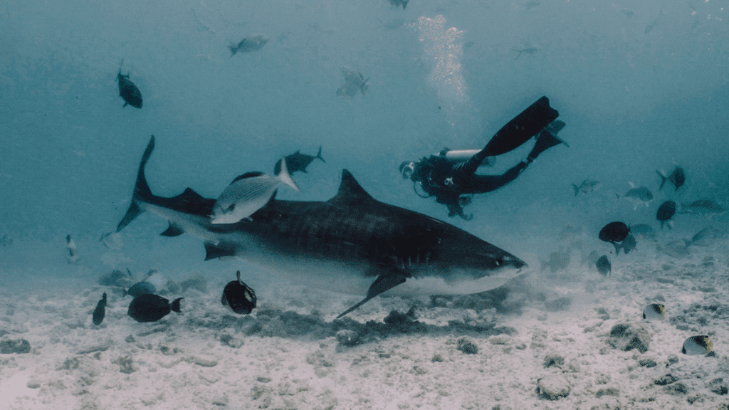 Ein Videostill aus dem Film "Tigereyes". Taucherin Hamna Hussain ist mit Tigerhaien zu sehen.