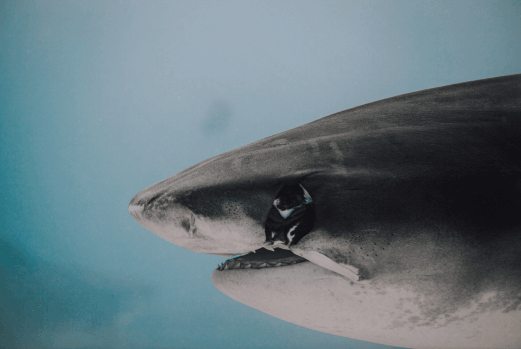 Filmstill aus "Tigereyes" zeigt einen Tigerhai in Nahaufnahme