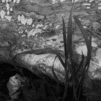 Music After Nature 2026