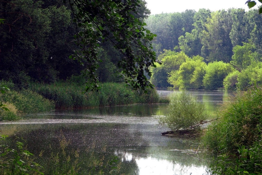 Donau-Altarm